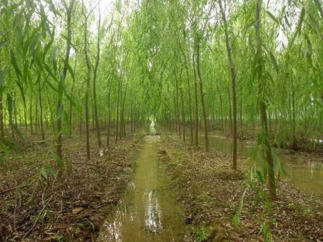 護(hù)坡植物垂柳圖片