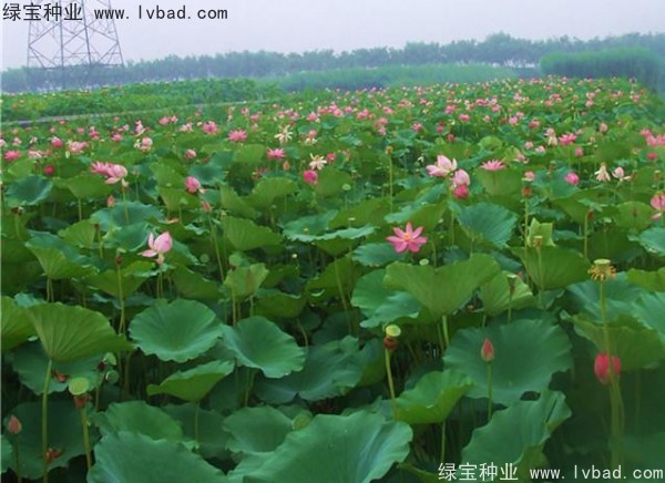 護(hù)坡花卉荷花圖片