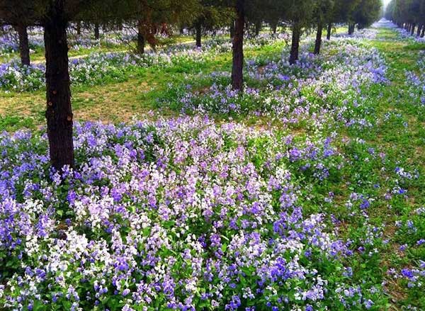 護(hù)坡花卉二月蘭花海紫色藍(lán)色