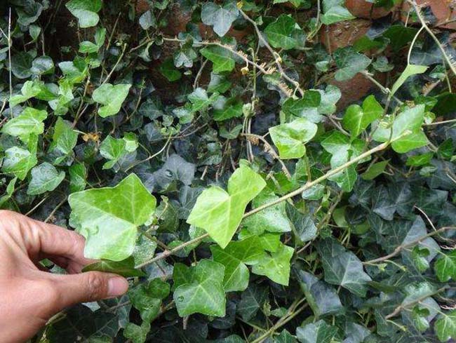 護(hù)坡植物常春藤常青藤苗木藤本植物