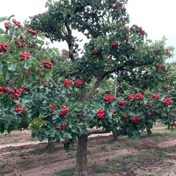 山楂樹秋天紅果結(jié)果的樣子