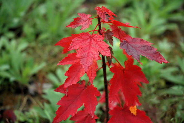 美國紅楓