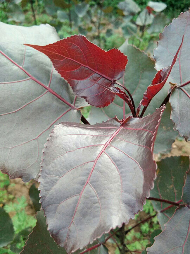 紅葉楊