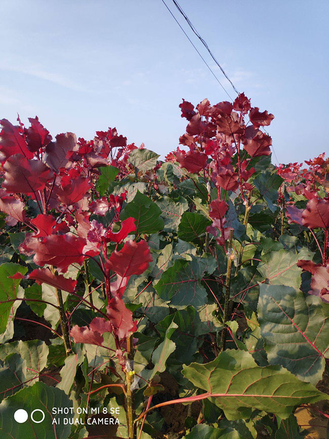 紅葉楊樹怎么種植?紅葉楊種植技術(shù)